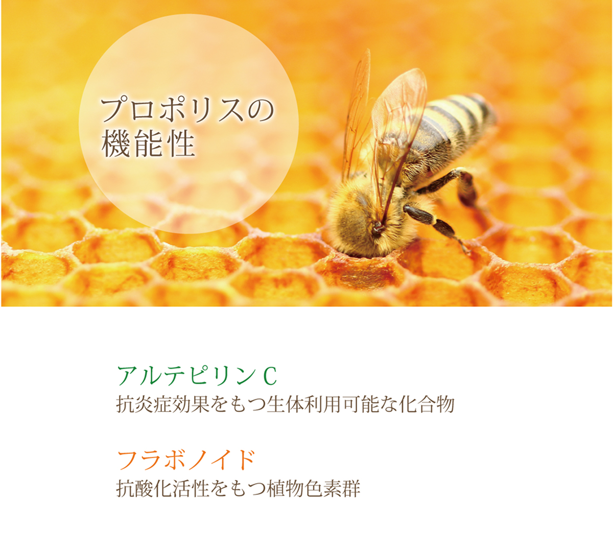 propolis_img_03.png